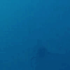 shark.gif