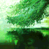 watertree.gif